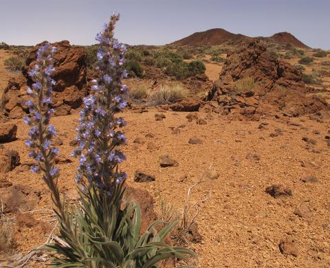 Montaña negra - Los Corrales - Cruz de Tea